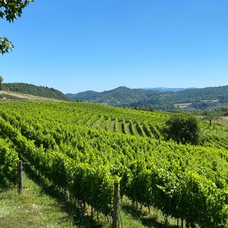 "FAI un giro in vigna", visita alla società agricola RoccaVinealis
