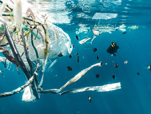 In foto la plastica che nuoce alla vita nei mari