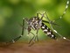 Dengue autoctona a Sanremo, scatta la disinfestazione straordinaria: coinvolti i luoghi frequentati da un turista