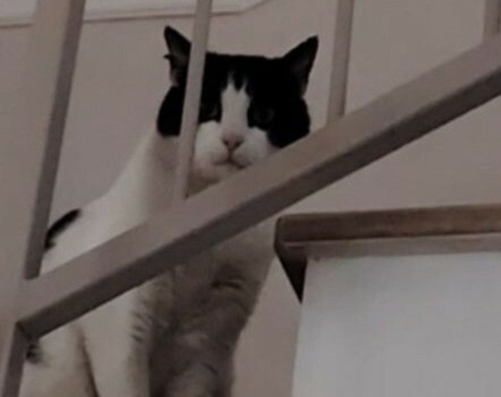 Savona, addio a Oliver: gatto “mascotte” della Rusca investito da un’auto pirata scappata senza fermarsi Savona, addio a Oliver: gatto “mascotte” della Rusca investito da un’auto pirata scappata senza fermarsi