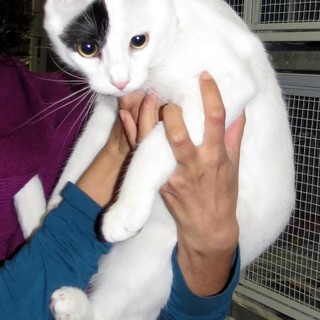 Savona alla Ubik "L'insostenibile tenerezza del gatto"