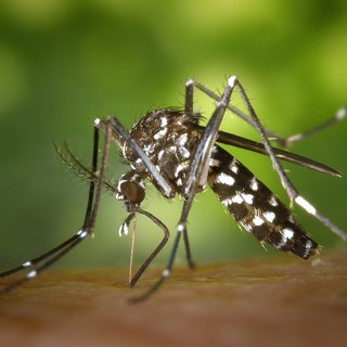 Dengue autoctona a Sanremo, scatta la disinfestazione straordinaria: coinvolti i luoghi frequentati da un turista Dengue autoctona a Sanremo, scatta la disinfestazione straordinaria: coinvolti i luoghi frequentati da un turista