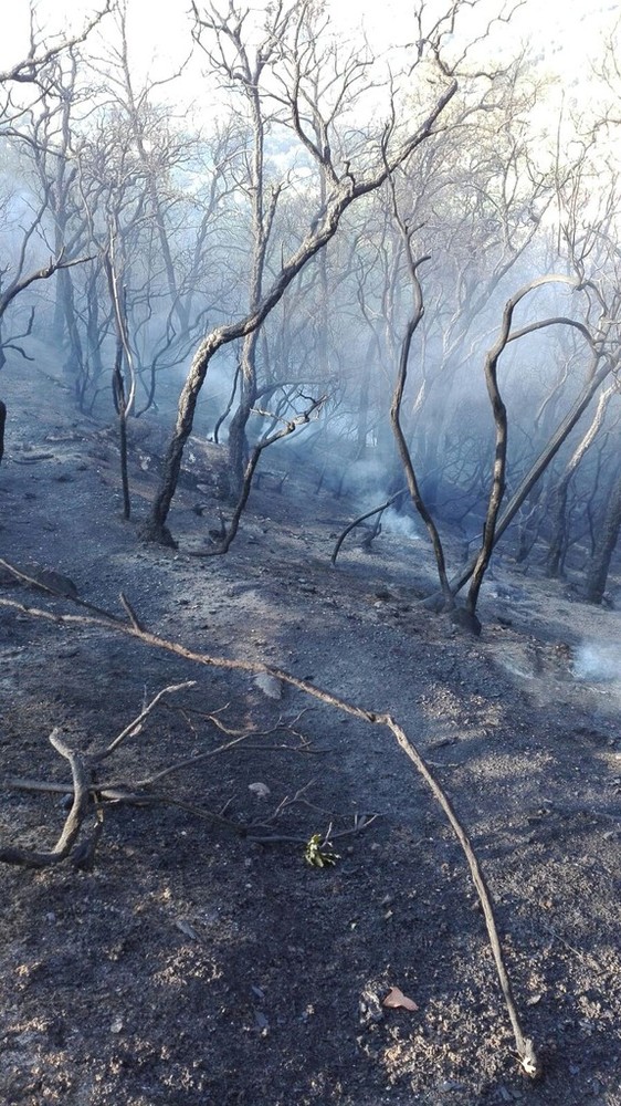 Incendio domato: Verzi di Loano è fuori pericolo (FOTO e VIDEO) Incendio domato: Verzi di Loano è fuori pericolo (FOTO e VIDEO)