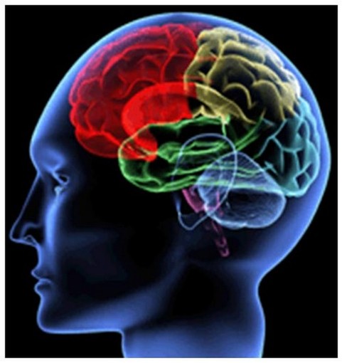 Savona: convegno sull'Ictus celebrale, prima causa di invalidità nei paesi sviluppati Savona: convegno sull'Ictus celebrale, prima causa di invalidità nei paesi sviluppati