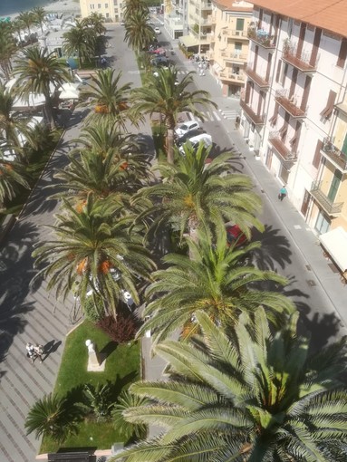 Finale Ligure lotta contro il punteruolo rosso. Guzzi: "Esiti soddisfacenti sulle nostre palme"