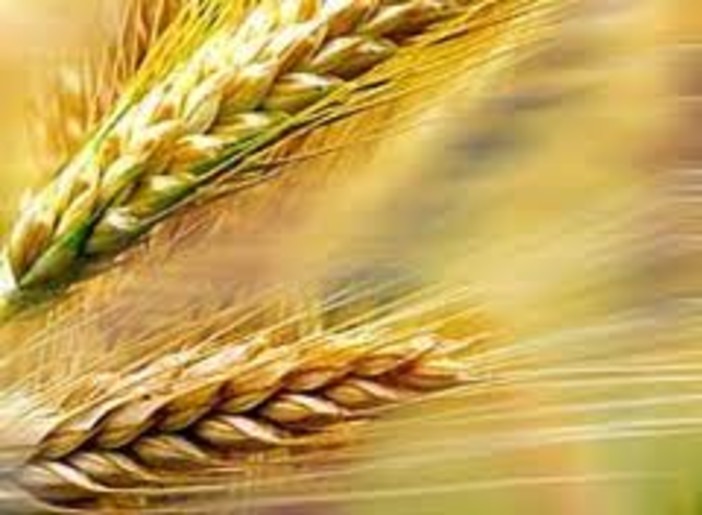 Lega Nord: "Bruxelles mette a rischio la salute e le garanzie per i celiaci"