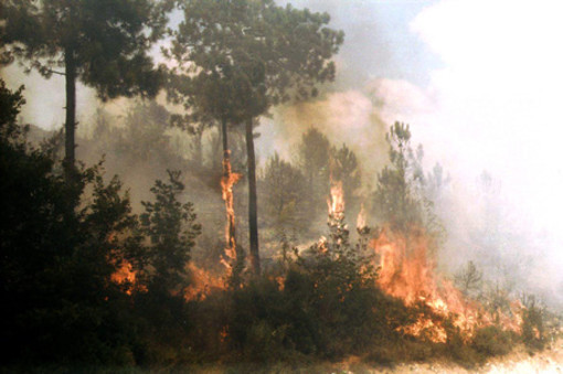 Incendi in Liguria, l'appello dell'Enpa: "Non dimentichiamo gli animali selvatici"