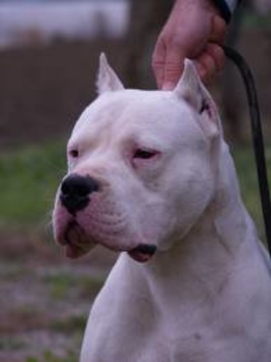 Salea d'Albenga: cane aggrdisce il padrone, salvato da due amici Salea d'Albenga: cane aggrdisce il padrone, salvato da due amici