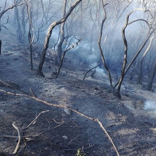 Incendio domato: Verzi di Loano è fuori pericolo (FOTO e VIDEO)