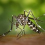 Dengue autoctona a Sanremo, scatta la disinfestazione straordinaria: coinvolti i luoghi frequentati da un turista Dengue autoctona a Sanremo, scatta la disinfestazione straordinaria: coinvolti i luoghi frequentati da un turista