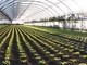 Regione: agricoltura, scontro con il Governo su sgravi accise gasolio Regione: agricoltura, scontro con il Governo su sgravi accise gasolio