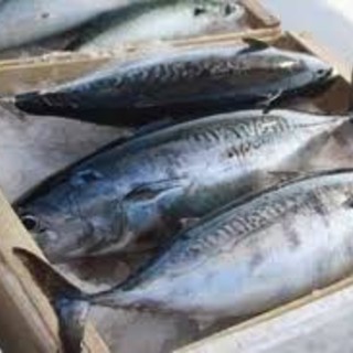 Asta del pesce ligure all’Ipercoop Il Gabbiano