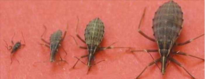 Allarme nel Savonese: se avvistate questo insetto… è una colossale bufala