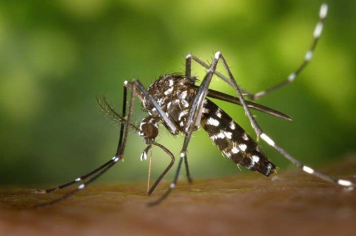 Dengue autoctona a Sanremo, scatta la disinfestazione straordinaria: coinvolti i luoghi frequentati da un turista Dengue autoctona a Sanremo, scatta la disinfestazione straordinaria: coinvolti i luoghi frequentati da un turista