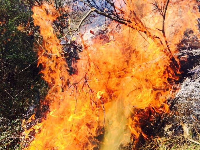 A fuoco cumuli di materiale nel fiume Centa di Albenga: decine di chiamate al 115 A fuoco cumuli di materiale nel fiume Centa di Albenga: decine di chiamate al 115