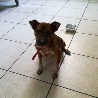 Il suo papà umano non c'è più: cagnolino di 6 anni cerca di casa