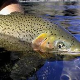 Il sindacato pescatori denuncia: "Stanno tentando di distruggere anche il Riofreddo"