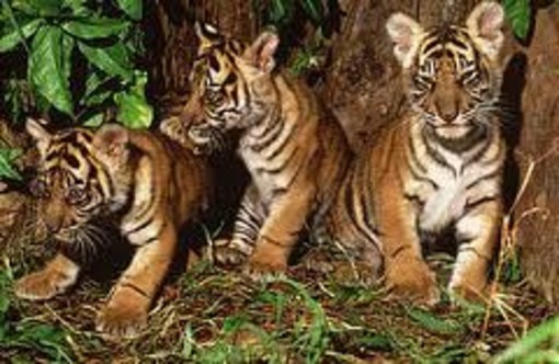 Sbarca in Italia la pubblicità del più grande predatore delle foreste. Crudelmente ingannevole secondo Greenpeace, WWF, Legambiente e Terra!