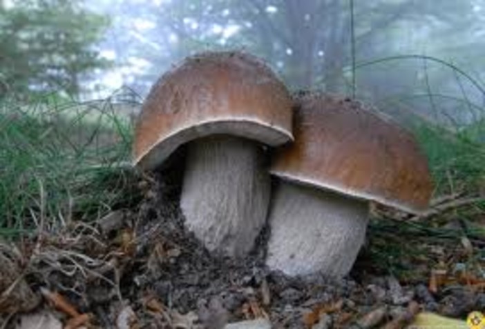 Provincia e inquinamento, Caviglione (Idv): "Vaccarezza scelga: o i prodotti tipici, o la centrale a biomassa" Provincia e inquinamento, Caviglione (Idv): "Vaccarezza scelga: o i prodotti tipici, o la centrale a biomassa"