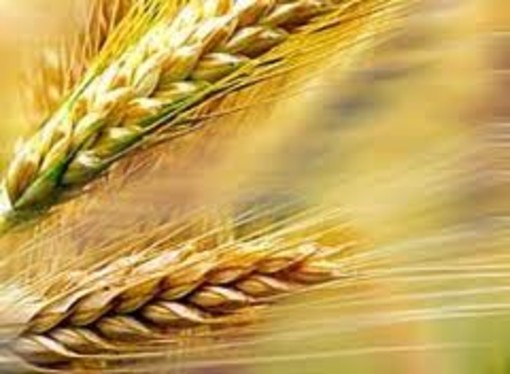 Lega Nord: "Bruxelles mette a rischio la salute e le garanzie per i celiaci" Lega Nord: "Bruxelles mette a rischio la salute e le garanzie per i celiaci"