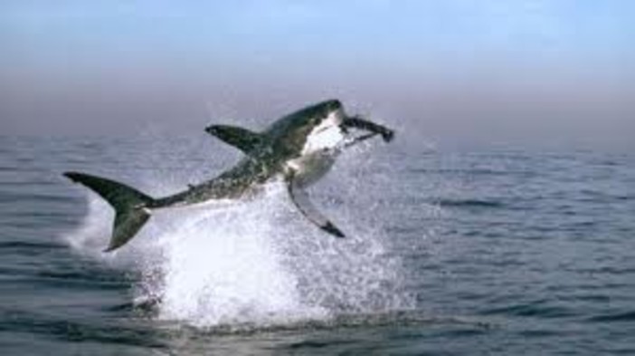 Cinemare Bergeggi: proiezione di “Earth - La nostra terra”