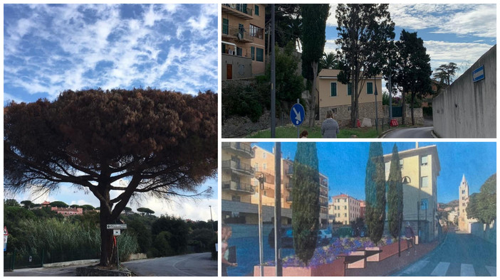 Finale, abbattimento cipressi in via Cappa. Guzzi: "Lavori di rigenerazione arborea, il pino di San Bernardino ritenuto pericoloso"