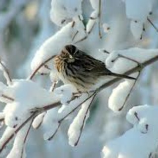 Anpana Onlus annuncia azione legale nei confronti del sindaco di Carcare