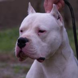 Salea d'Albenga: cane aggrdisce il padrone, salvato da due amici