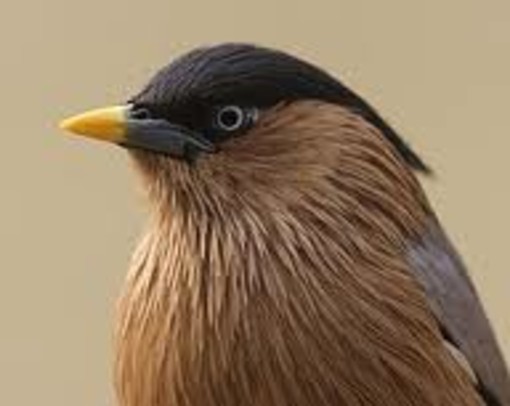 Il Tar ligure boccia il ricorso degli animalisti: via libera per caccia allo storno