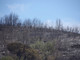 Incendio nell'albenganese, nuovi focolai nella notte: situazione sotto controllo