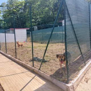 Cadibona, inaugurata la nuova struttura Enpa per gli animali randagi e selvatici (FOTO E VIDEO)