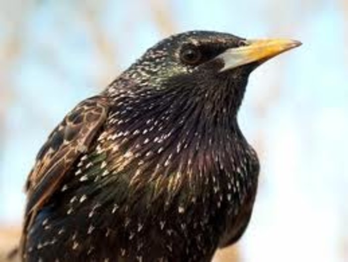 Caccia in deroga allo storno, anche il Pd ci tiene a far sapere l'impegno profuso Caccia in deroga allo storno, anche il Pd ci tiene a far sapere l'impegno profuso