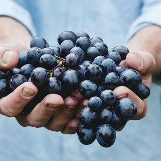 Migliori magazine per la cultura e l'educazione al vino in Italia: lista delle 4 redazioni più seguite dai sommelier