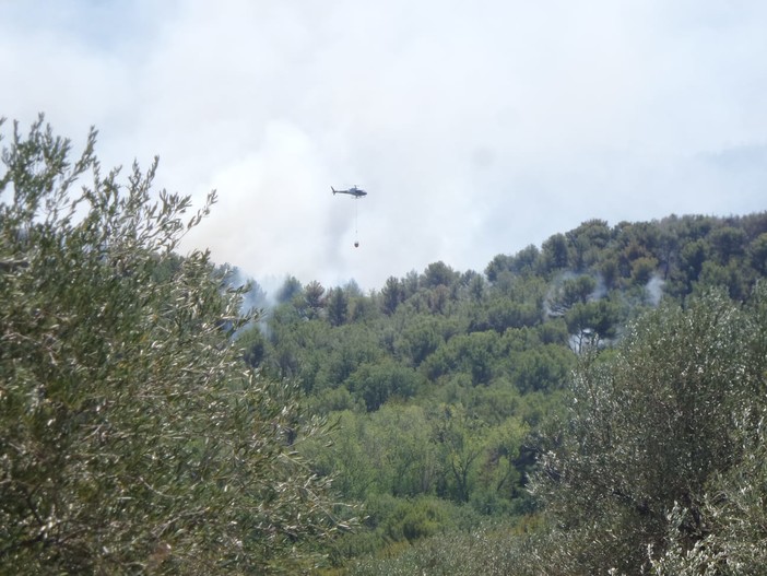 Fiamme nell'albenganese, Coldiretti: "Un disastro mai visto, gravi danni economici per tutta la Piana"