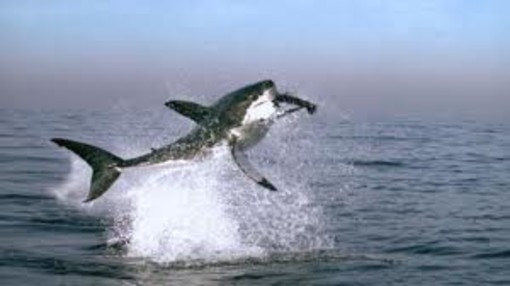 Cinemare Bergeggi: proiezione di “Earth - La nostra terra”