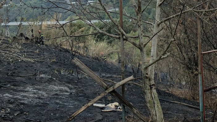 Quiliano, incendio a Cadibona: interessata una parte di zona boschiva, fiamme vicino alle abitazioni ma senza conseguenze