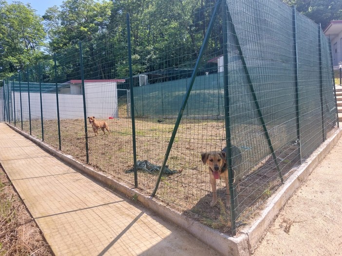 Cadibona, inaugurata la nuova struttura Enpa per gli animali randagi e selvatici (FOTO E VIDEO) Cadibona, inaugurata la nuova struttura Enpa per gli animali randagi e selvatici (FOTO E VIDEO)