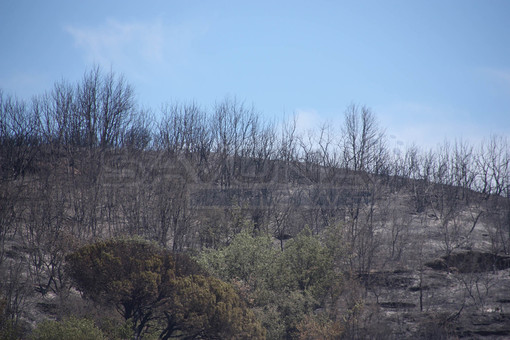 Continua a bruciare l'albenganese: oltre 400 ettari di verde distrutti, ancora diversi focolai attivi (FOTO e VIDEO)