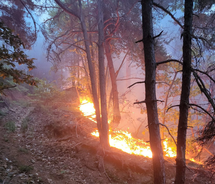 Stato di Grave pericolosità per incendi boschivi Carabinieri Forestali rafforzano i controlli Stato di Grave pericolosità per incendi boschivi Carabinieri Forestali rafforzano i controlli