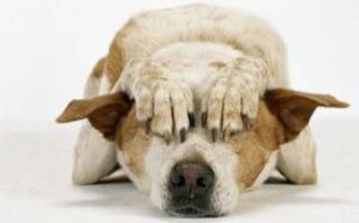 I consigli della LAV per proteggere i vostri animali dai "botti" di fine anno I consigli della LAV per proteggere i vostri animali dai "botti" di fine anno