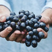 Migliori magazine per la cultura e l'educazione al vino in Italia: lista delle 4 redazioni più seguite dai sommelier Migliori magazine per la cultura e l'educazione al vino in Italia: lista delle 4 redazioni più seguite dai sommelier