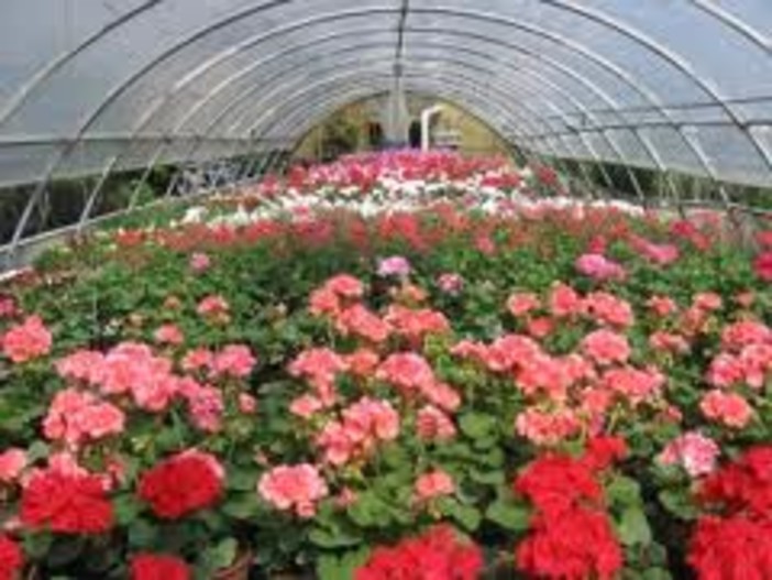 Regione: bando da 700 mila euro per floricoltura e florovivaismo Regione: bando da 700 mila euro per floricoltura e florovivaismo