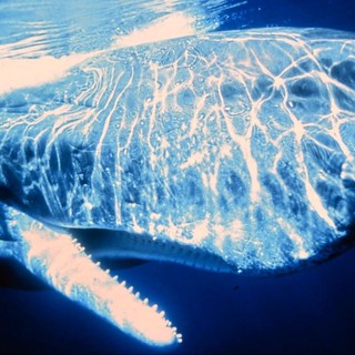 Spotorno: i giganti del mare del Santuario Pelagos Spotorno: i giganti del mare del Santuario Pelagos