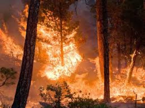 Antincendio, 6,5 milioni dal Psr per la prevenzione Antincendio, 6,5 milioni dal Psr per la prevenzione