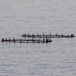 Fondi europei: 942mila euro per pesca e acquacoltura Fondi europei: 942mila euro per pesca e acquacoltura