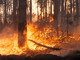 Incendi boschivi: dalla mezzanotte del 20 marzo scatta lo stato di grave pericolosità in Liguria