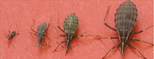 Allarme nel Savonese: se avvistate questo insetto… è una colossale bufala