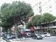 Savona, abbattimento pini in corso Tardy & Benech. WWF: "Danno ambientale molto rilevante" Savona, abbattimento pini in corso Tardy & Benech. WWF: "Danno ambientale molto rilevante"
