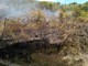 Spento l'incendio a Castelbianco