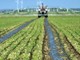 Puc di Albenga, Confagricoltura Savona: "Non si può dimenticare il ruolo primario dell’agricoltura nell’economia della piana" Puc di Albenga, Confagricoltura Savona: "Non si può dimenticare il ruolo primario dell’agricoltura nell’economia della piana"